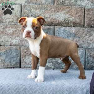 Cute Little Caleb, Boston Terrier Puppy